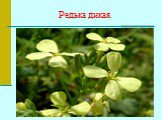 Редька дикая.