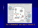 Рис. 6 Жизненный цикл вируса гепатита С