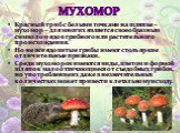 мухомор. Красный гриб с белыми точками на шляпке – мухомор – для многих является своеобразным символом ядов грибного или растительного происхождения. Но не все ядовитые грибы имеют столь яркие отличительные признаки. Среди мухоморов имеются виды, цветом и формой шляпок мало отличающиеся от съедобных