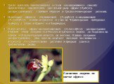Среди орхидей, прибегающих к столь «изощренному» способу привлечения опылителей, ряд видов рода офрис (Ophrys), распространенных главным образом в Средиземноморском регионе. Некоторые офрисы – пчелоносный (O.apifera) и оводоносный (O.oestrifera) – можно встретить и у нас на Черноморском побережье Ка