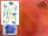 Для древних же египтян синий василек (и родственные ему виды) был символом жизни и изобилия – именно как спутник зерновых культур, а также из-за сходства цвета его цветков с почитаемым голубым «египетским лотосом» (кувшинкой Nymphaea coerulea). Васильки выращивали в садах, изображали на стенах, пола