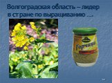 Волгоградская область – лидер в стране по выращиванию ….