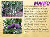 Манго. Вечнозелёное манговое дерево имеет высоту 10 — 45, крона дерева достигает радиуса 10 м. Зрелые фрукты висят на длинных стеблях и весят до 2 кг. Кожура манго тонкая, гладкая, зелёного, жёлтого или красного цвета в зависимости от степени зрелости . Мякоть манго может быть мягкой или волокнистой