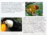 Национальная гордость Бразилии – обезьяна Розалия- Leontideus rosalia - широконосая обезьяна семейства Игруновых. Масса 410-650 г, самцы крупнее самок. Длина тела 30-35 см, хвост почти такой же длины. Шерсть красновато-золотистая, шелковистая: кожа лица, кистей и стоп чёрная или тёмно-красная. Хвост