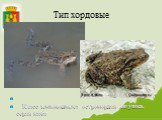 Класс земноводные: остромордая лягушка, серая жаба