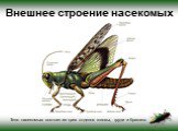 Внешнее строение насекомых. Тело насекомых состоит из трех отделов головы, груди и брюшка.