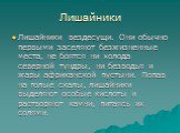 Лишайники. Лишайники вездесущи. Они обычно первыми заселяют безжизненные места, не боятся ни холода северной тундры, ни безводья и жары африканской пустыни. Попав на голые скалы, лишайники выделяют особые кислоты и растворяют камни, питаясь их солями.