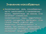 Экологическая роль мохообразных часто заключается в закреплении почвы, препятствии ее эрозии. Они занимают уникальную экологическую нишу, недоступную многим сосудистым растениям. Они служат пищей и домом для почвенных беспозвоночных и грибов, без которых невозможны разложение отмершей органики и кру