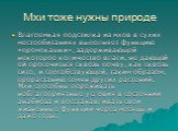 Мхи тоже нужны природе. Влагоемкая подстилка из мхов в сухих местообитаниях выполняет функцию «промокашки», задерживающей некоторое количество влаги, не дающей ей просочиться сквозь почву, как сквозь сито, и способствующей, таким образом, прорастанию семян других растений. Мхи способны переживать не