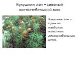 Кукушкин лен – зеленый листостебельный мох. Кукушкин лен – один из наиболее известных листостебельных мхов.
