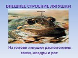 На голове лягушки расположены глаза, ноздри и рот