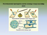 Изготовление препарата клеток кожицы чешуи луковицы лука