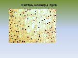Клетки кожицы лука (микрофотография)