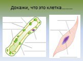 Докажи, что это клетка………