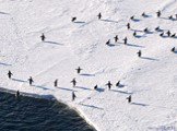Природа Антарктиды Слайд: 11