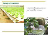 Гидропоника. это способ выращивания растений без почвы.