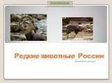 Редкие животные России. Млекопитающие