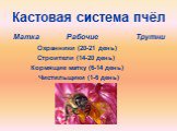 Кастовая система пчёл. Матка Рабочие Трутни Охранники (20-21 день) Строители (14-20 день) Кормящие матку (6-14 день) Чистильщики (1-6 день)