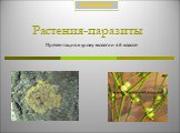 Растения-паразиты. Презентация к уроку экологии в 6 классе