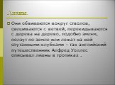 Лианы. Они обвиваются вокруг стволов, свешиваются с ветвей, перекидываются с дерева на дерево, подобно змеям, ползут по земле или лежат на ней спутанными клубками – так английский путешественник Алфред Уоллес описывал лианы в тропиках .