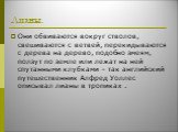 Лианы. Они обвиваются вокруг стволов, свешиваются с ветвей, перекидываются с дерева на дерево, подобно змеям, ползут по земле или лежат на ней спутанными клубками – так английский путешественник Алфред Уоллес описывал лианы в тропиках .