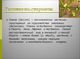 Растения-полупаразиты. Омела (Viscum) – вечнозеленое растение-полупаразит из подсемейства омеловых (Viscaceae). Омелы естественно произрастают в Европе, Азии, Африке и Австралии. Самый распространенный вид в западной и южной Европе – омела белая (V. album), растение с тонкими веточками, узкими парны