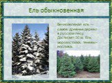 Ель обыкновенная. Вечнозеленая ель — самое древнее дерево в русском лесу. Достигает 30 м. Ель морозостойка, теневы-нослива.