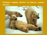 Полярные медведи обитают на плавучих льдинах Арктики.