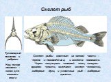 Скелет рыбы состоит из осевой части – черепа и позвоночника, и скелета плавников. Череп защищает головной мозг, капсулы органов чувств, включает скелет челюстей, жаберные дуги, и у костных рыб – жаберные крышки. Скелет рыб. Туловищный позвонок с ребрами Над телом позвонка – канал для спинного мозга