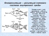 Осморегуляция – регуляция солевого состава внутренней среды. Осморегуляция у рыб: пресноводная рыба (1), морская костистая рыба (2); пунктиром обозначено движение воды по осмотическому градиенту. Пресноводные рыбы всасывают соли натрия жабрами; у морских костистых рыб клетки жаберного аппарата выдел