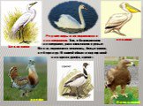 Редкие виды птиц охраняются в заповедниках. Так, в Астраханском заповеднике, расположенном в дельте Волги, охраняются пеликаны, белые цапли, лебеди и др. В нашей области под охраной находятся дрофа, стрепет. дрофа Орел степной Белая цапля пеликан