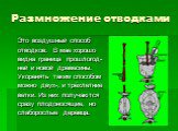 Это воздушный способ отводков. В мае хорошо видна граница прошлогод- ней и новой древесины. Укоренять таким способом можно двух-, и трёхлетние ветки. Из них получаются сразу плодоносящие, но слаборослые деревца.