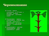 3) Готовые черенки оставляются на 12 часов в растворе, который способствует появлению корней. 4) Настоявшиеся черенки высаживаются в землю. Для большей вероятности приживления , их лучше оградить от окружающей среды. 5) Окоренившиеся растения рассаживаются через определённое время.