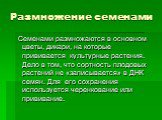 Размножение семенами. Семенами размножаются в основном цветы, дикари, на которые прививается культурные растения. Дело в том, что сортность плодовых растений не «записывается» в ДНК семян. Для его сохранения используется черенкование или прививание.