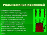 Размножение прививкой. Прививка- один из немногих способов на 100% гарантирующий, что вы будете обладателем именно того сорта, который вы хотели получить. Прививая черенок, вы получаете сразу развитую ветку. Для прививки нужен здоровый однолетний прирост, с зелёной древесиной. По развитию привой дол