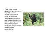 Одни в это время дремлют, другие чистят шерстку своим детенышам или же себе, но никак не «соседкам» по группе или самцу. Молодняк в это же время резвится неподалеку от них, играя или же исследуя близлежащие окрестности.