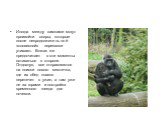 Иногда между самками могут произойти ссоры, которые после непродолжительной «словесной» перепалки утихают. Вожак же предпочитает в эти моменты оставаться в стороне. Отдохнув, все отправляются на поиски нового местечка, где их обед плавно перетечет в ужин, а там уже не за горами и постройка временног