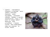Гориллы – вегетарианцы. Питаются по большей части травой и листьями (крапивой, диким сельдереем, молодыми побегами бамбука и прочим), всевозможные плоды у них стоят на втором месте. Животную пищу употребляют в редких случаях. Всю необходимую влагу они получают из сочной зелени.