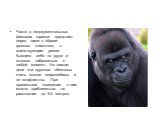 Часто в недокументальных фильмах горилла предстает перед нами в образе грозного животного, с воинствующим ревом бьющего себя по груди и готового наброситься в любой момент. На самом деле эти крупные обезьяны очень вполне миролюбивы и не конфликтны. При правильном поведении к ним можно приблизиться н