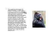 Что касается разговоров об агрессии горилл, то здесь все спорно. На самом деле гориллы считаются достаточно спокойными и миролюбивыми созданиями. Между самцами редко происходят настоящие ожесточенные драки, заканчивающие печальными последствиями. Чаще всего такие встречи обходятся шумными демонстрац