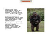 Сейчас в мире горилл насчитывается порядка 16-17 тысяч особей, но один из подвидов – восточные горные гориллы (Gorilla gorilla beringei) составляют всего лишь 600 особей. Они занесены в Международную Красную Книгу, а также находятся под охраной Фонда дикой природы и еще множества других природоохран