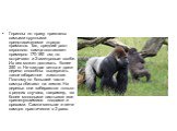 Гориллы по праву признаны самыми крупными представителями отряда приматов. Так, средний рост взрослого самца составляет примерно 170-180 см, но встречают и 2-хметровые особи. Их вес может достигать более 250 кг. Не каждая ветка и даже дерево способны выдержать такое габаритное животное. Поэтому по б