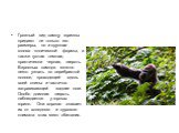 Грозный вид самцу гориллы придают не только его размеры, но и крупная голова конической формы, а также густая темная, практически черная, шерсть. Взрослых самцов можно легко узнать по серебристой полосе, проходящей вдоль всей спины и частично затрагивающей задние ноги. Особо длинная шерсть наблюдает