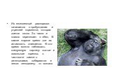 Их ежедневный распорядок начинается с пробуждения и утренней кормежки, которая длится около 2-х часов и плавно перетекает в обед. В самое жаркое время дня их активность снижается. В это время можно наблюдать следующую картину: сытые и довольные гориллы, в частности самки с детенышами, собираются и л