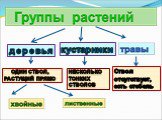 деревья кустарники. Один ствол, растущий прямо. Несколько тонких стволов. Ствол отсутствует, есть стебель