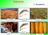 1. Пищевое: рис рожь просо овес кукуруза пшеница