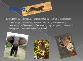 Фауна. Для фауны Нигерии характерны: слон, носорог, леопард, шакал, дикая кошка, антилопа, жираф, обезьяны, бегемот, крокодил. Много ящериц, насекомых и змей