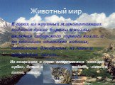 Животный мир. В горах из крупных млекопитающих водятся дикие бараны и козлы, включая сибирского горного козла, а на равнинах обитают кабаны, антилопы, джейраны, куланы и персидская газель. Из хищников в горах встречаются леопард, ирбис, бурый и белогрудый медведь, лисица, гиена, шакал. снежный леопа