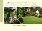 Дендрарий-территория, на которых собраны коллекции древесных культур. Парк Дендрарий в Сочи.