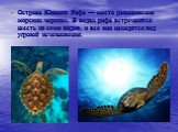 Острова Южного Рифа — место размножения морских черепах. В водах рифа встречаются шесть из семи видов, и все они находятся под угрозой исчезновения.